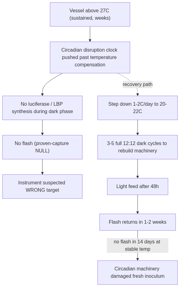 Flowchart showing sustained heat above 27C disrupting the circadian clock, blocking luciferase synthesis, producing no flash, with a branching recovery path of gradual cooling and dark-adaptation cycles