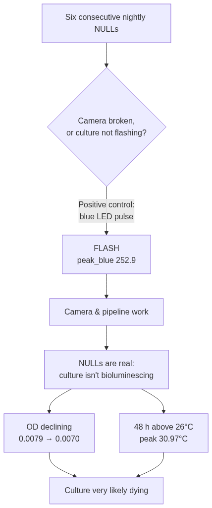 Flowchart: from six nightly NULLs through a positive control to the conclusion that the culture is dying