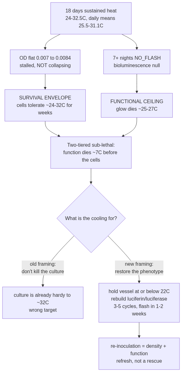 Flowchart showing 18 days of sustained heat splitting into two outcomes: flat optical density (survival envelope, cells tolerate ~24-32C) and nightly NO_FLASH readings (functional ceiling, glow dies ~25-27C), converging on the insight that function fails about seven degrees before the cells do, and reframing the cooling goal from preventing death to restoring the phenotype.